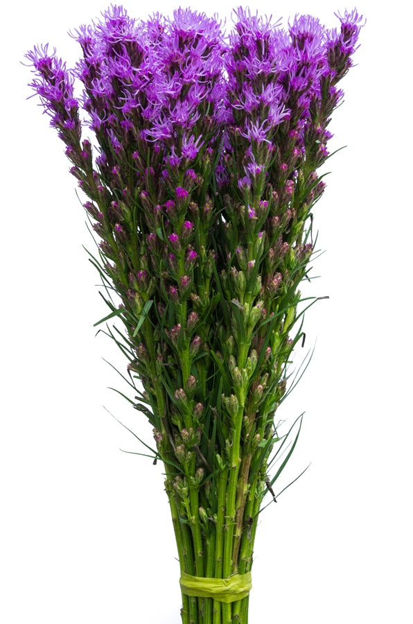 Purple Liatris