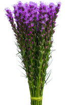 Purple Liatris