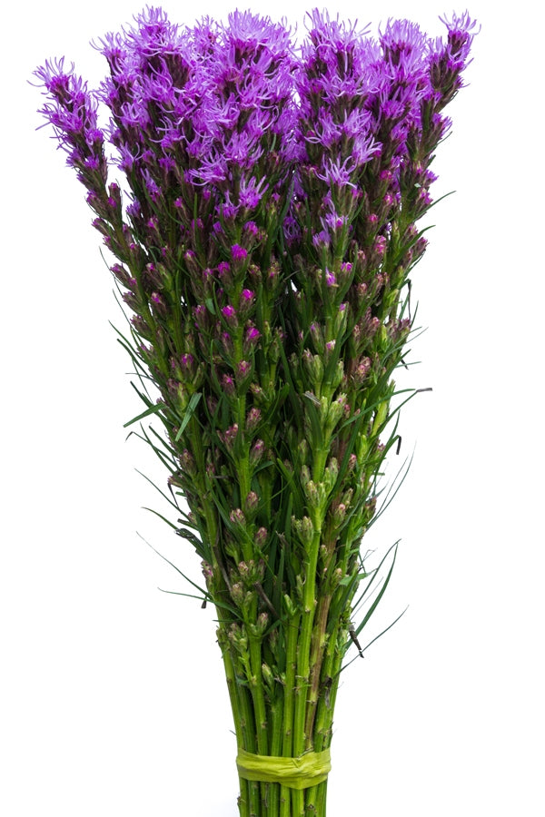 Purple Liatris