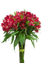 Red Alstroemerias