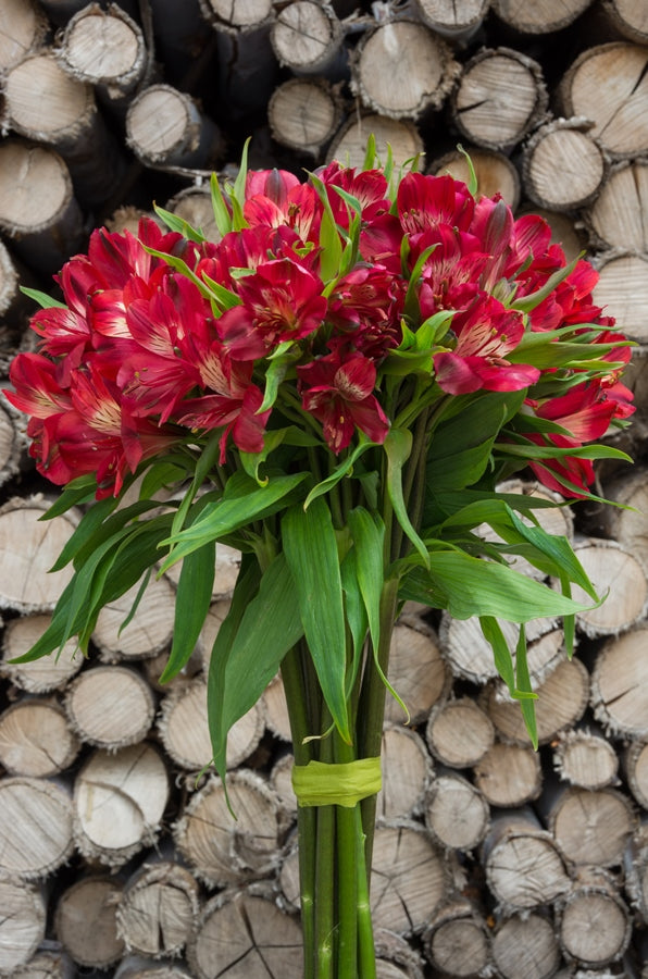 Red Alstroemerias
