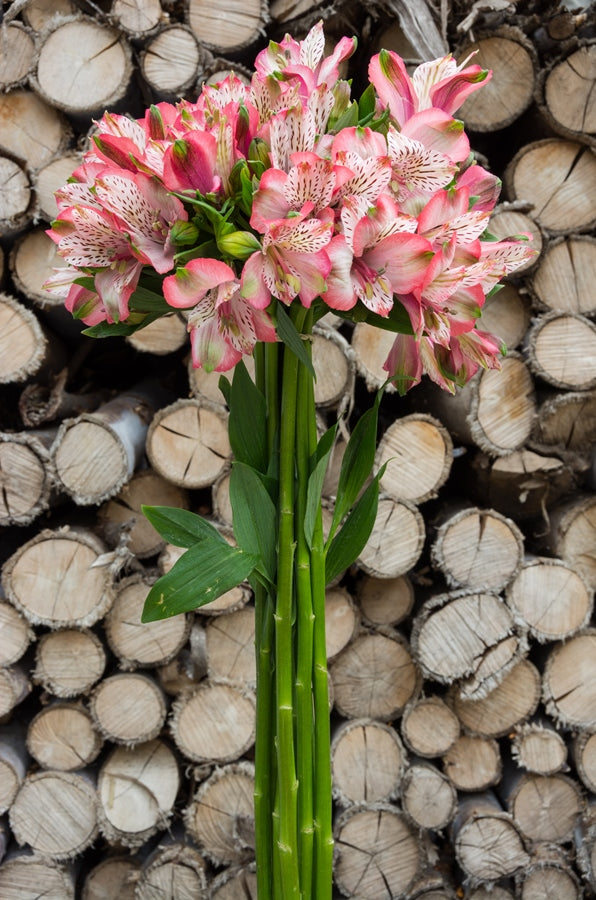 Light Pink Alstroemeria