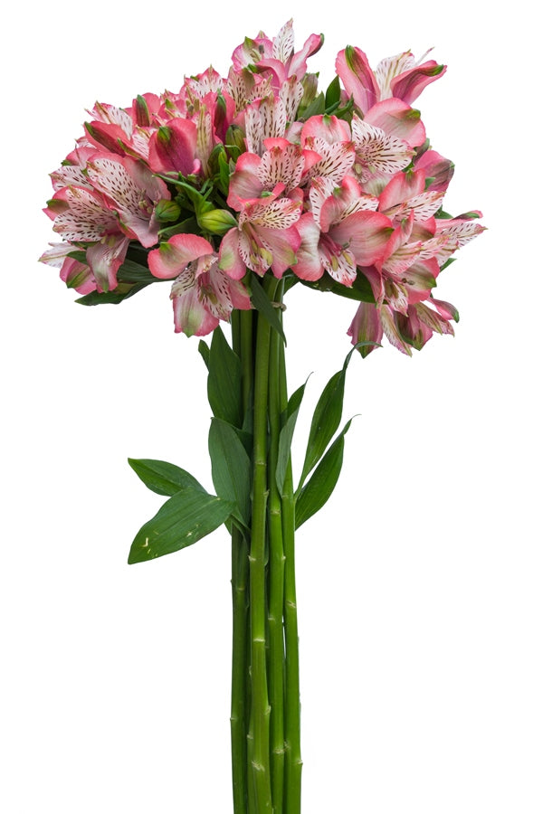 Light Pink Alstroemeria