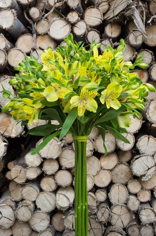 Lime Yellow Alstroemeria