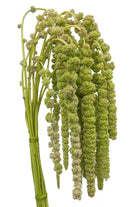 Hanging Green Amaranthus