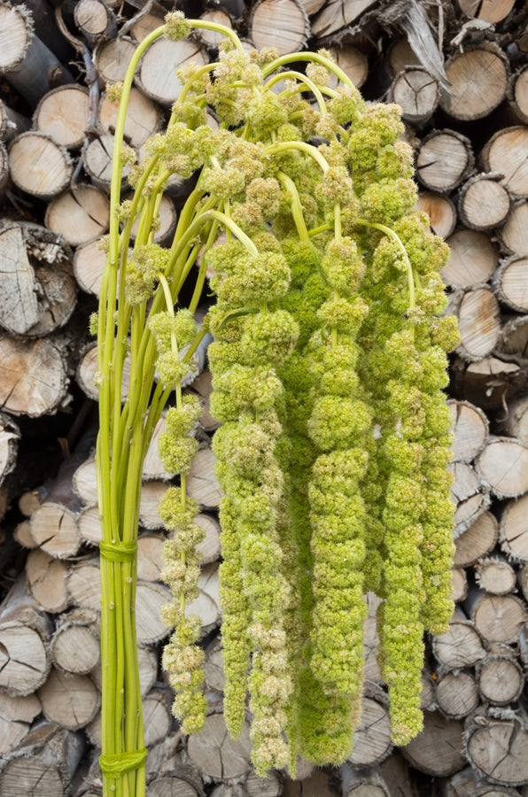 Hanging Green Amaranthus