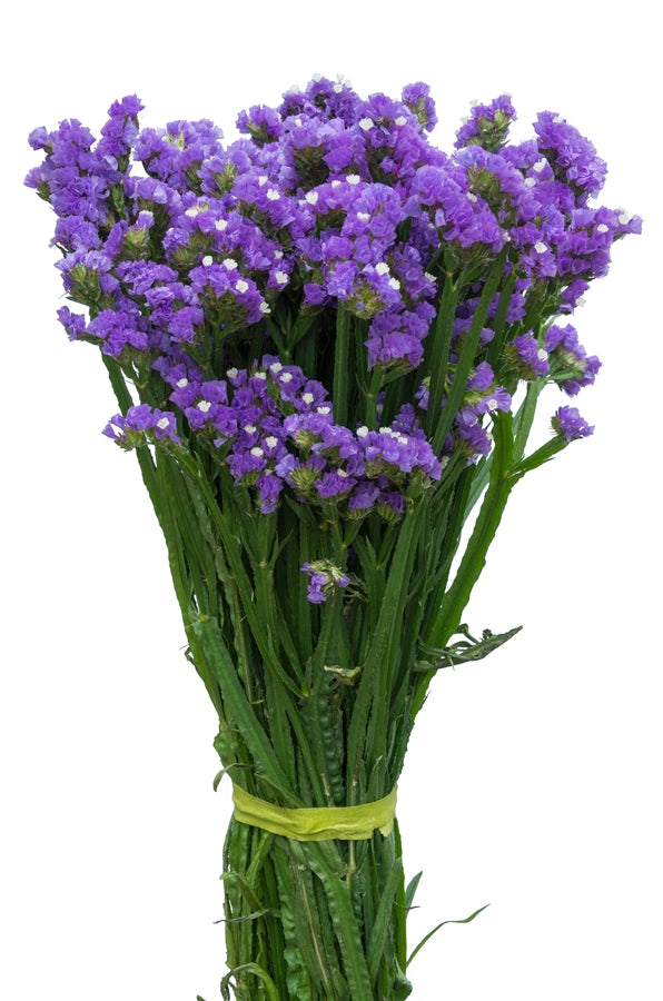 Lavender Statice