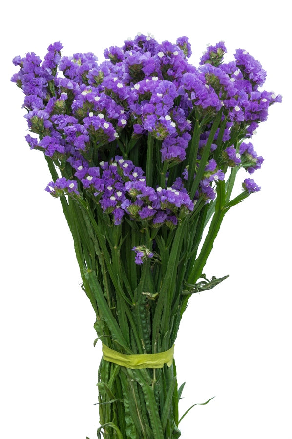 Lavender Statice