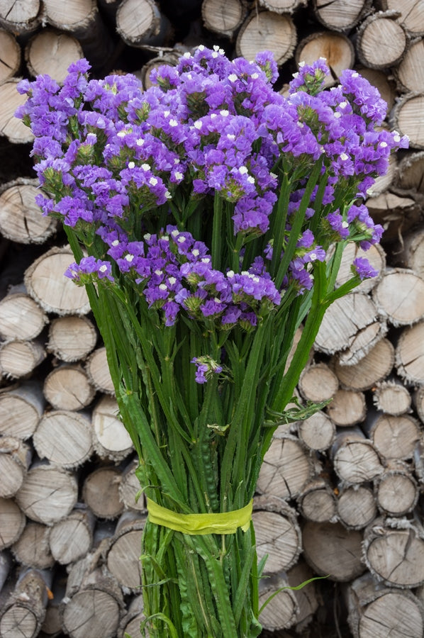 Lavender Statice