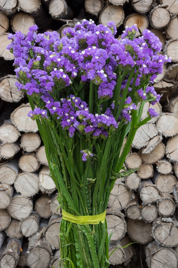 Lavender Statice