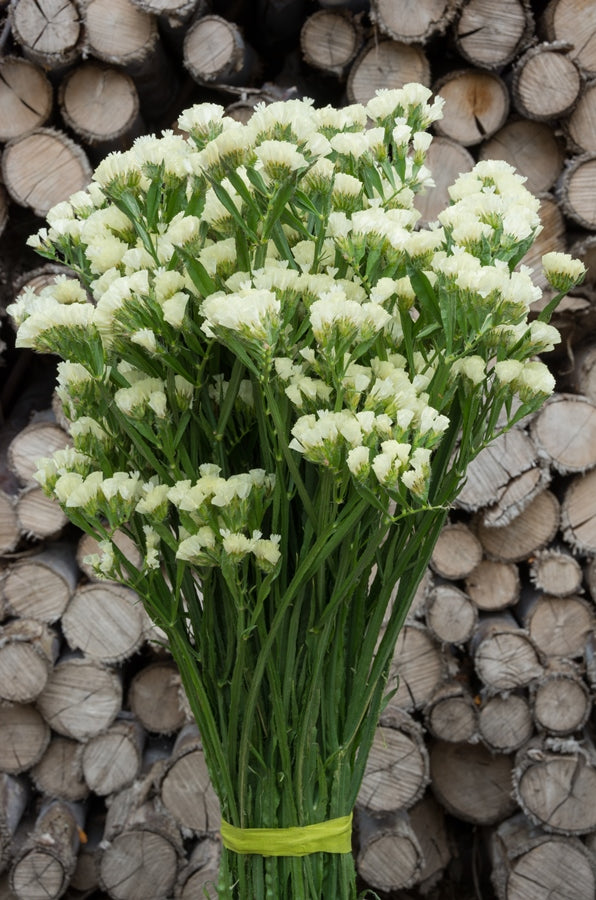 White Statice