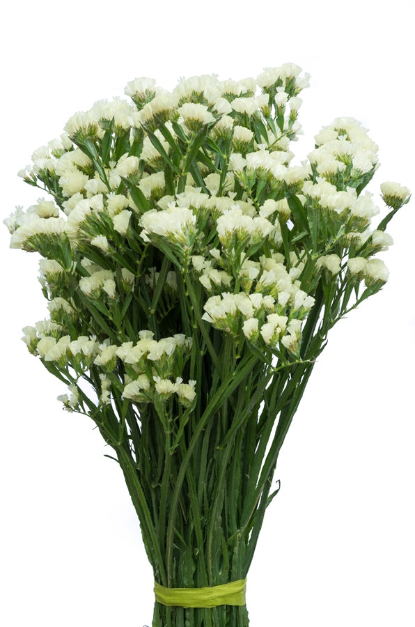 White Statice