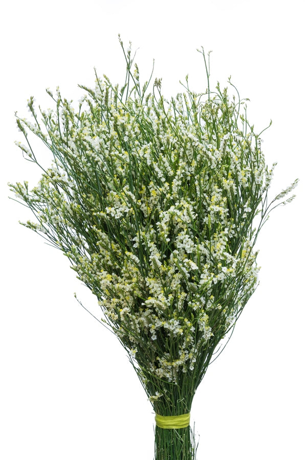 Limonium Sinensis White