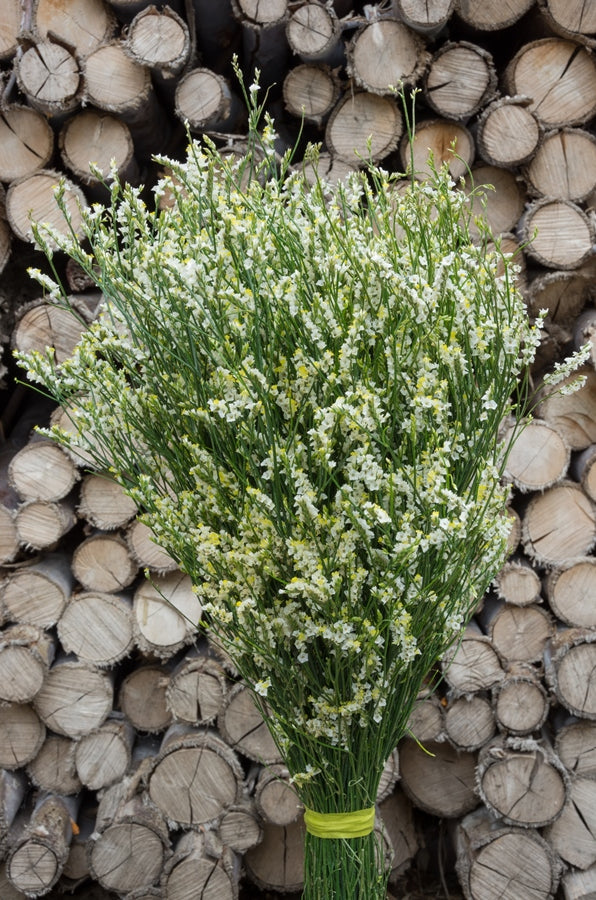 Limonium Sinensis White