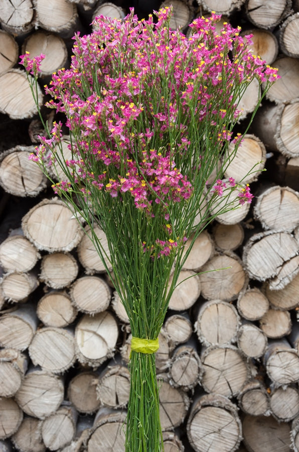 Limonium Hot Pink