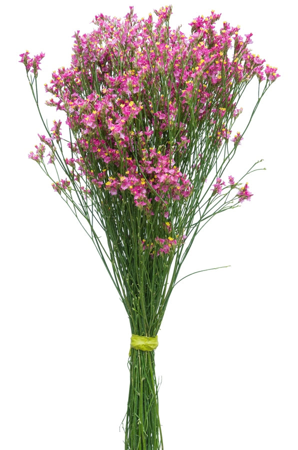 Limonium Hot Pink