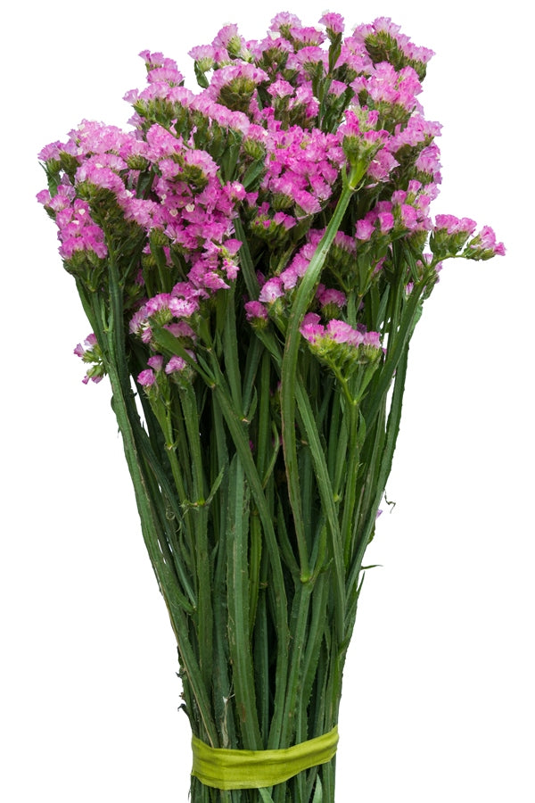 Pink Statice