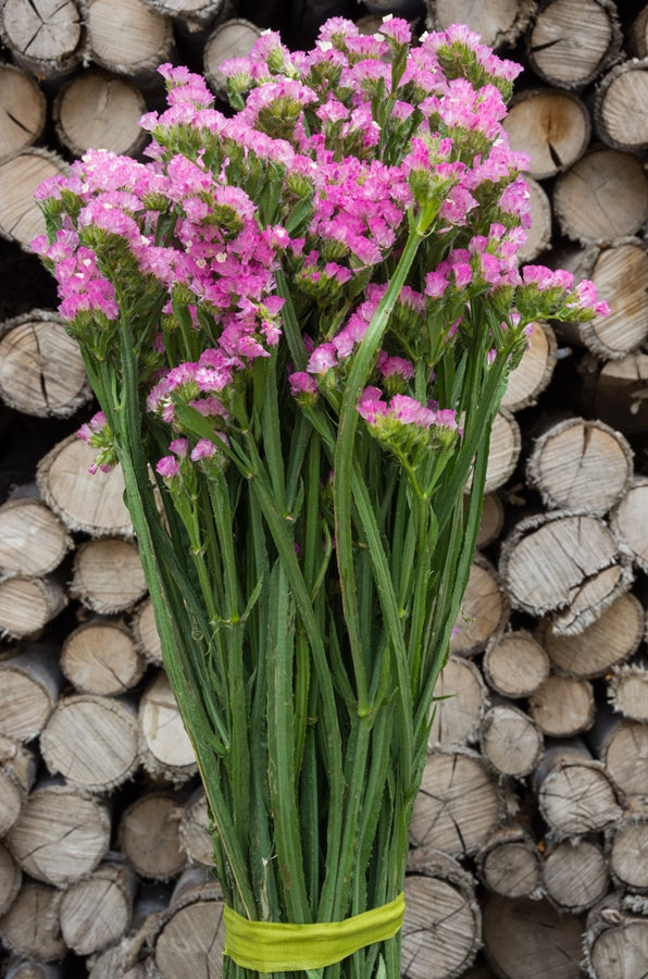 Pink Statice