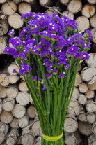 Purple Statice
