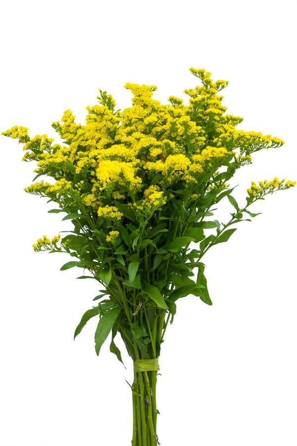 Aster Solidago Green