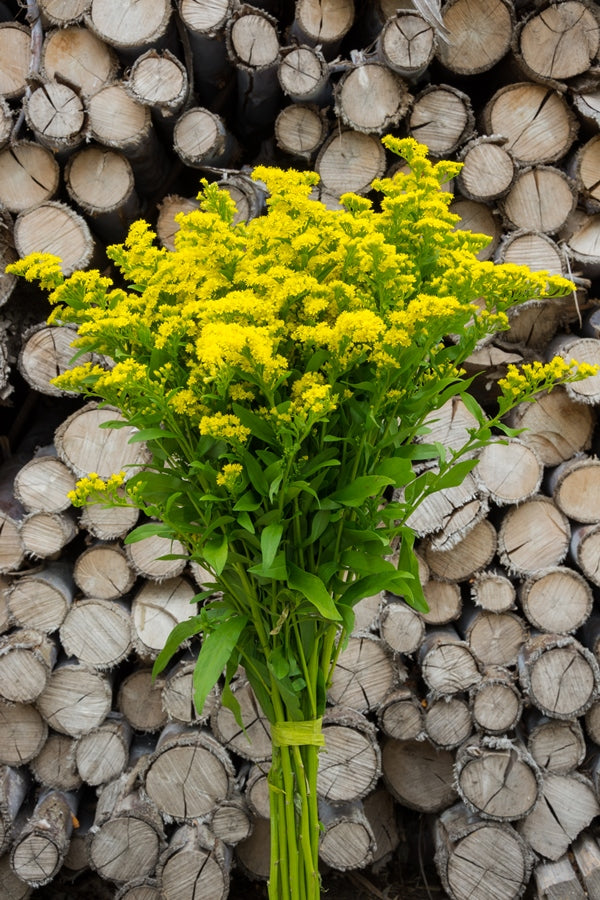 Aster Solidago Green