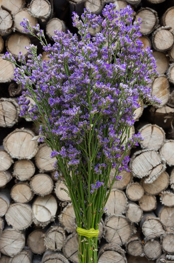 Limonium Maine Blue