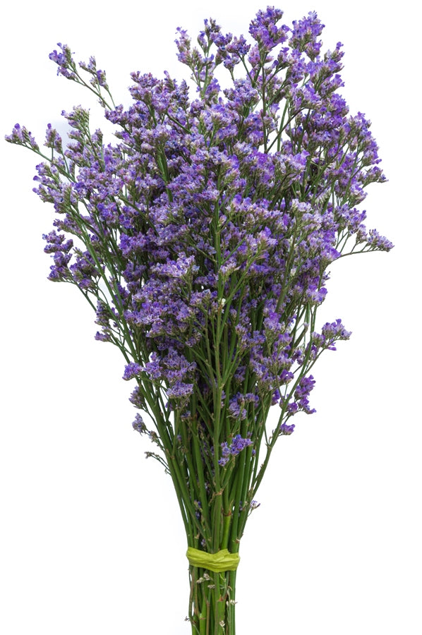 Limonium Maine Blue