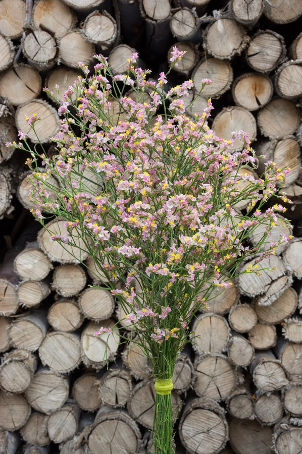 Limonium Sinensis Pink