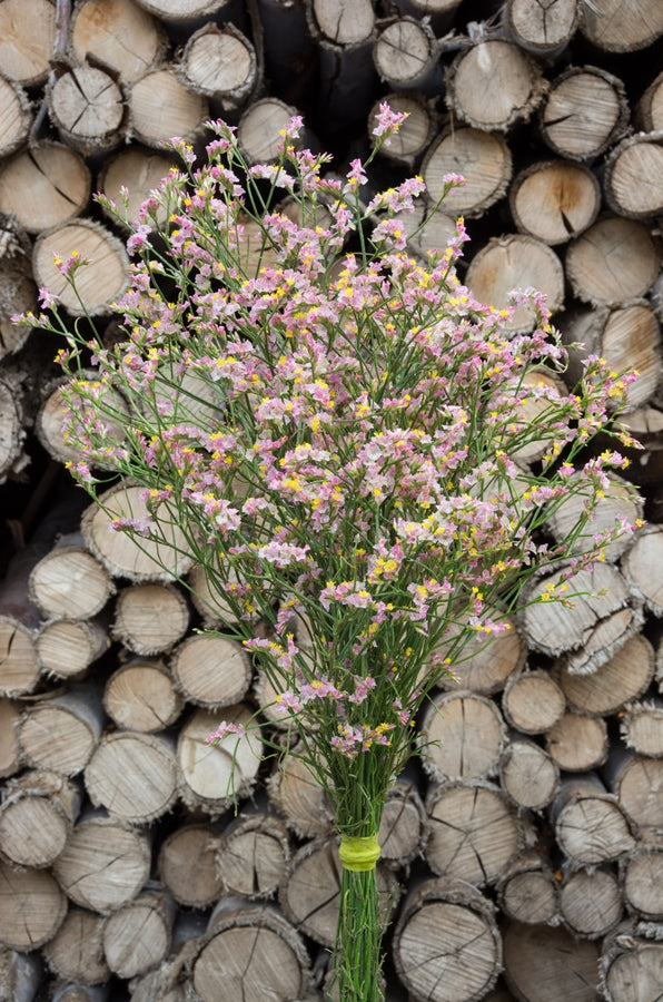 Limonium Sinensis Pink