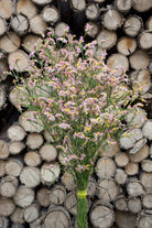 Limonium Sinensis Pink