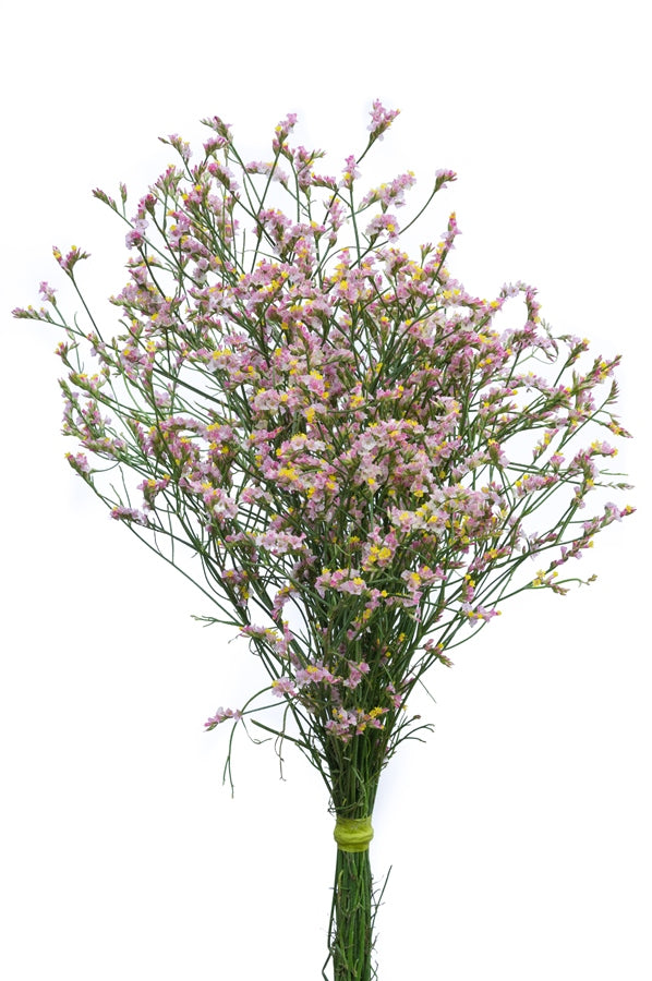 Limonium Sinensis Pink