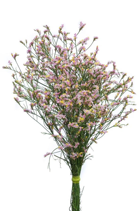Limonium Sinensis Pink