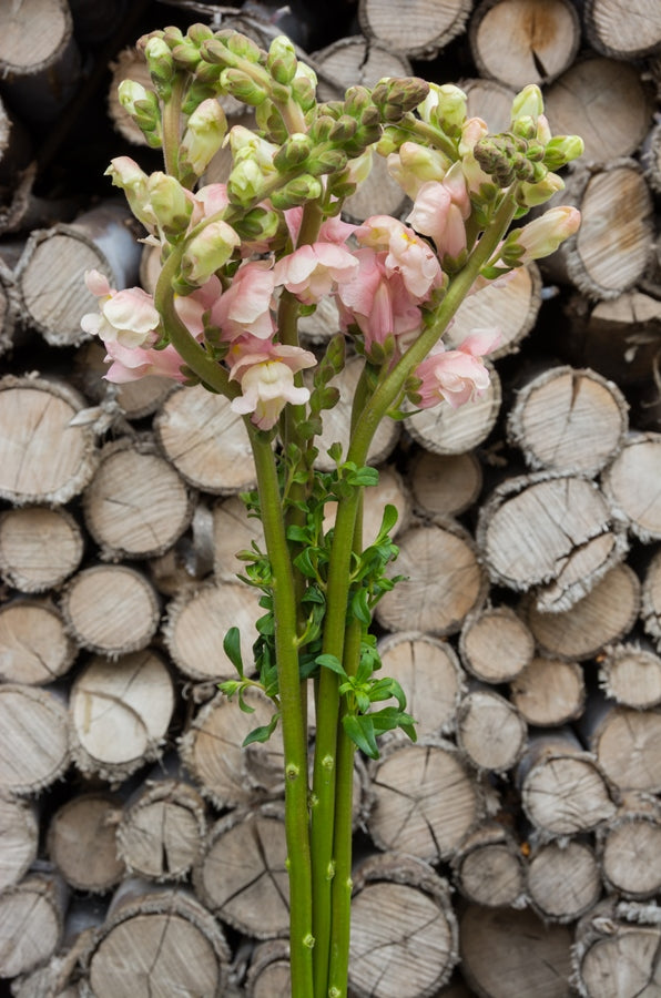 Light Pink Snapdragons