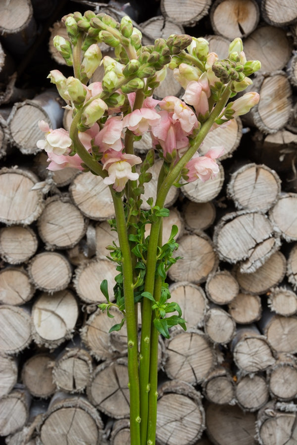Light Pink Snapdragons