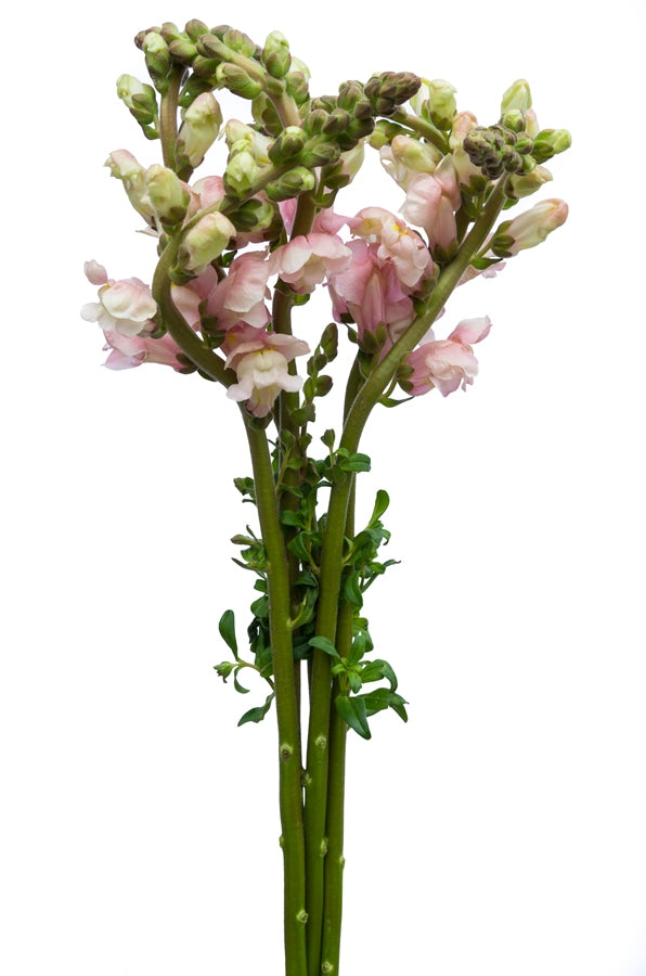 Light Pink Snapdragons