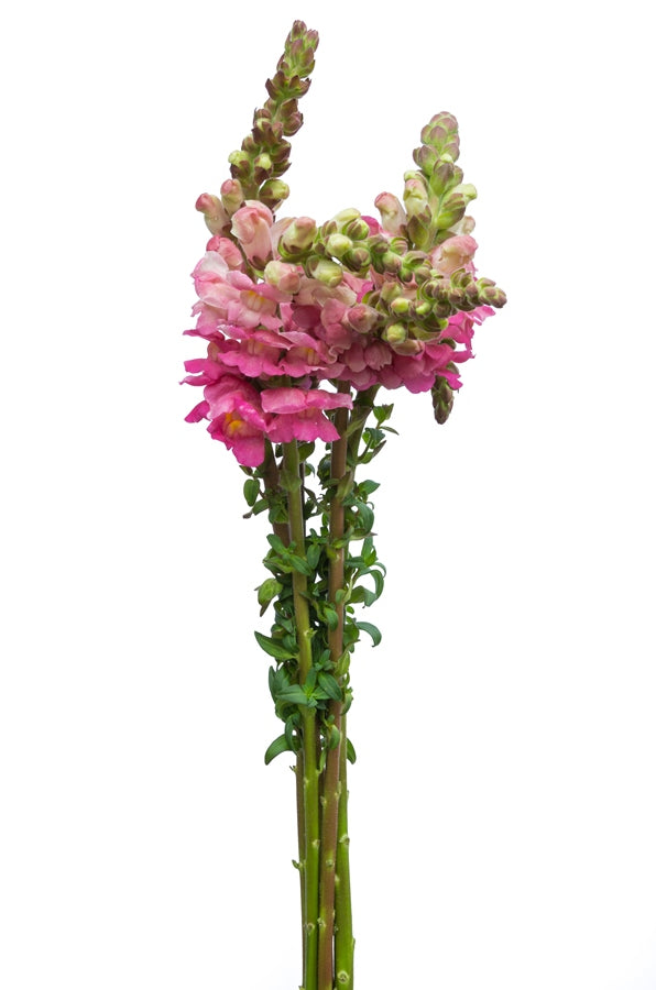 Pink Snapdragons
