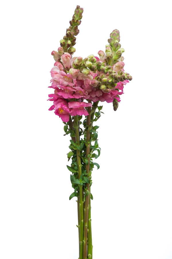 Pink Snapdragons