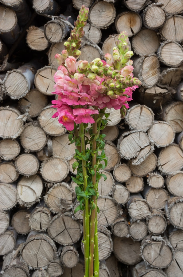 Pink Snapdragons