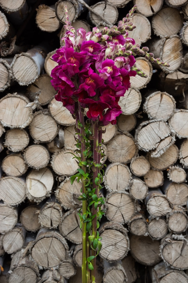 Hot Pink Snapdragons
