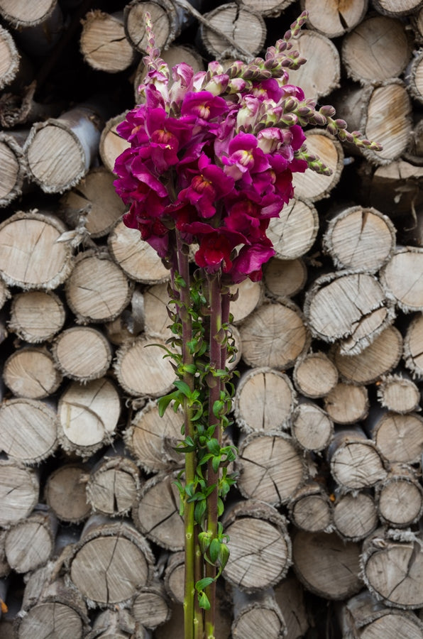 Hot Pink Snapdragons