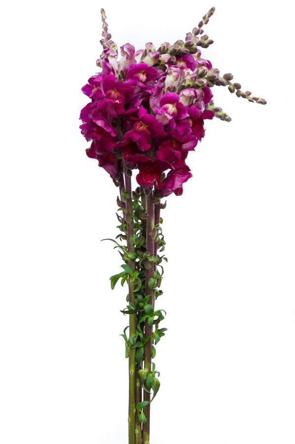 Hot Pink Snapdragons