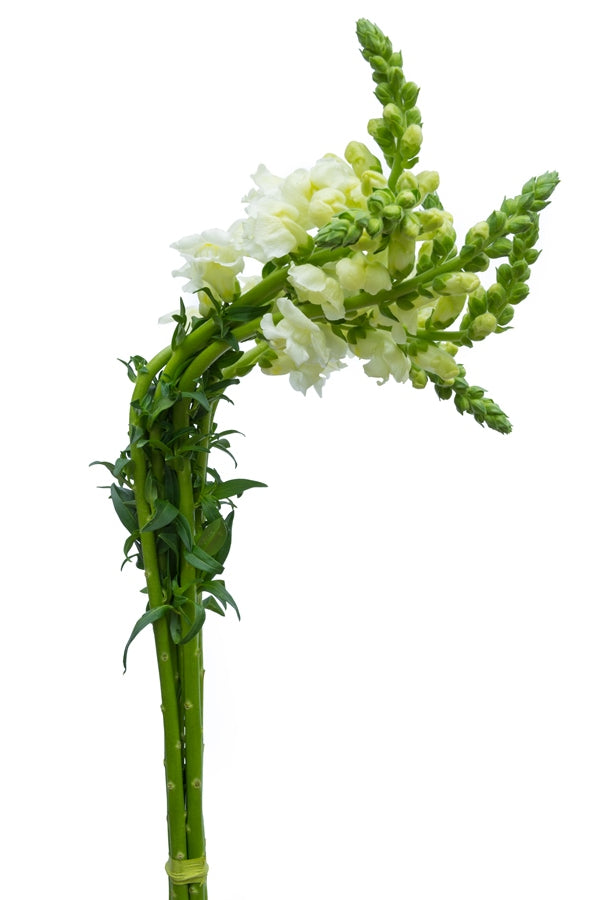 White Snapdragons