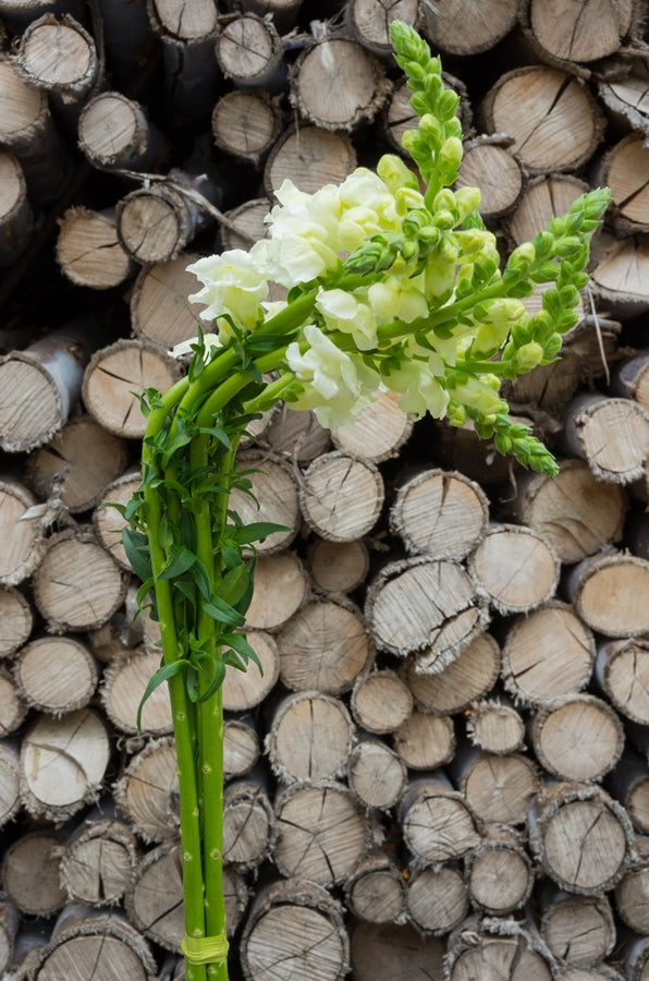 White Snapdragons