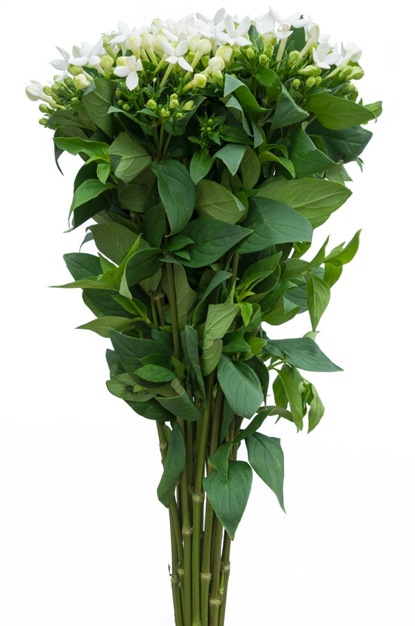 White Bouvardia