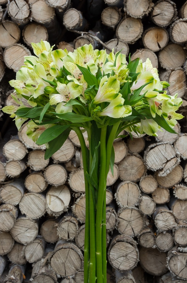 Light Green Alstroemeria