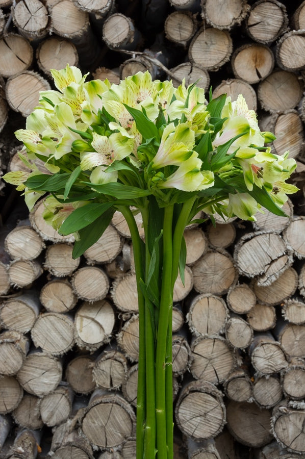 Light Green Alstroemeria