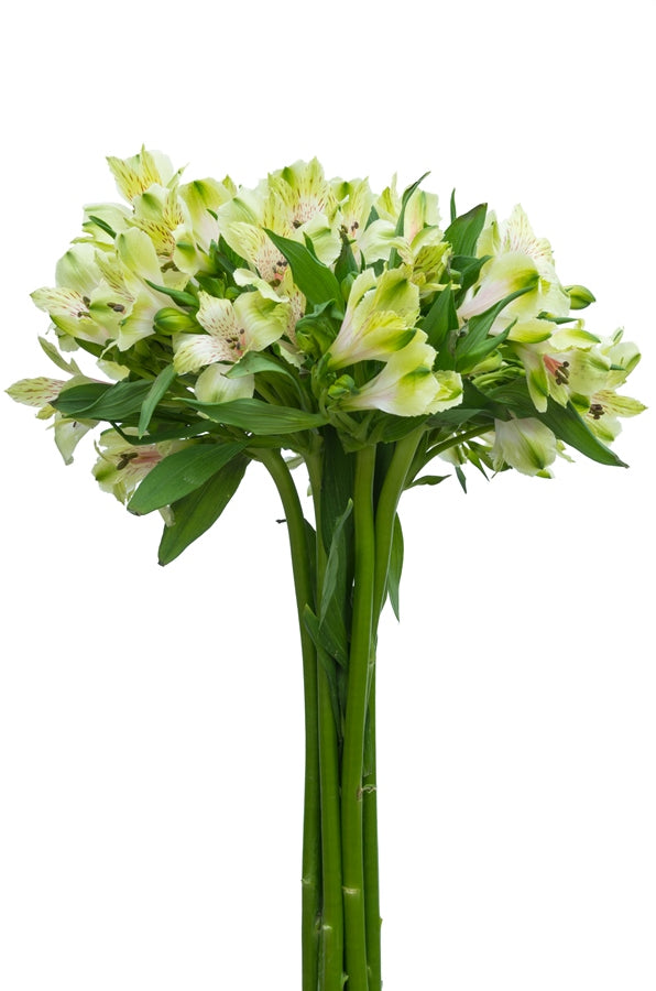 Light Green Alstroemeria