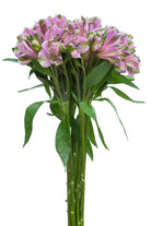 Lavender Alstroemerias