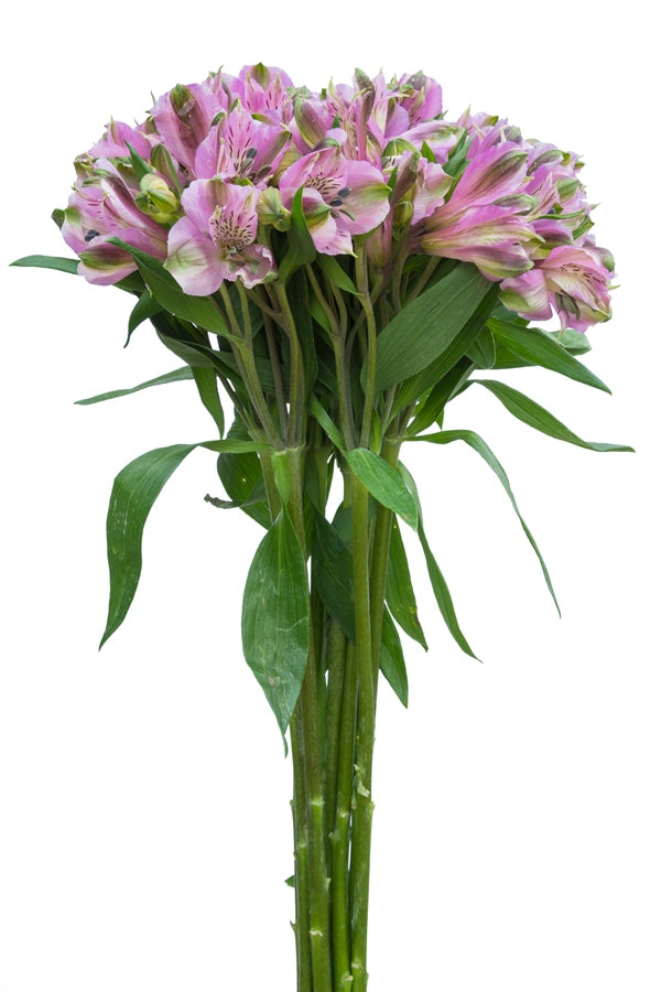 Lavender Alstroemerias