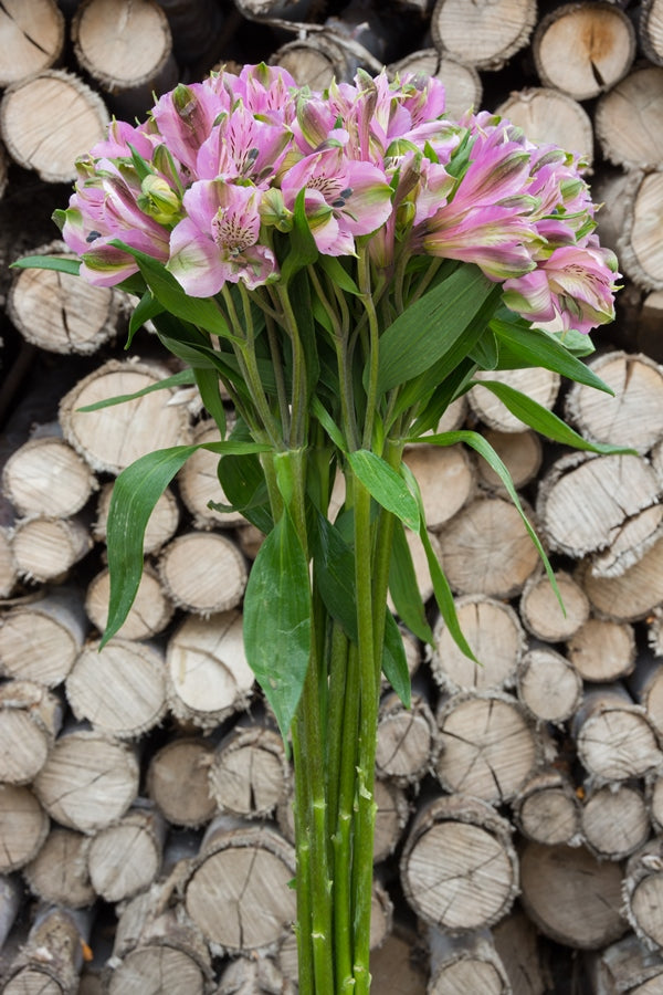 Lavender Alstroemerias